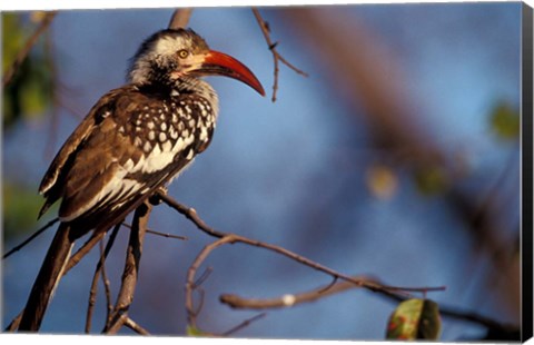 Framed Zimbabwe, Hwange NP, Red-billed hornbill bird Print