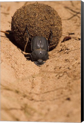 Framed Zimbabwe. Dung Beetle insect rolling dung ball Print