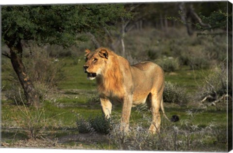 Framed Young male lion, Panthera leo, Etosha NP, Namibia, Africa. Print