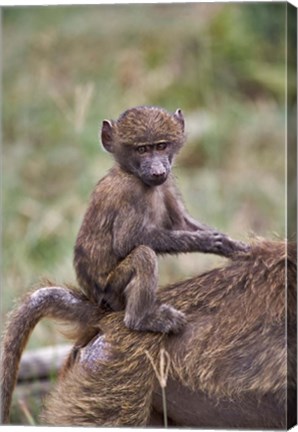 Framed Young Olive Baboon, Lake Nakuru National Park, Kenya Print