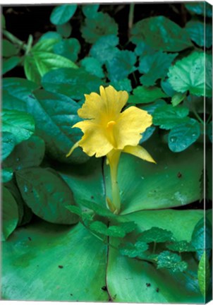 Framed Yellow Flower in Bloom, Gombe National Park, Tanzania Print