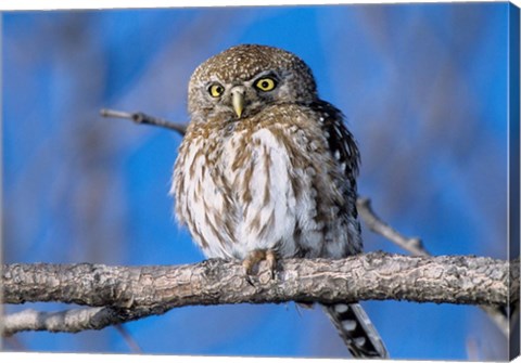 Framed Zimbabwe. Close-up of pearl spotted owl on branch. Print