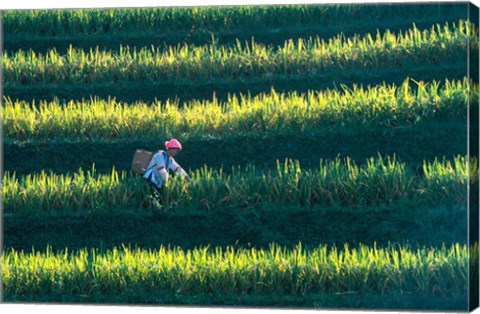 Framed Zhuang Girl in the Rice Terrace, China Print