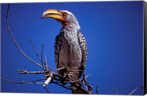 Framed Yellow-Billed Hornbill, Tarangire, Tanzania Print