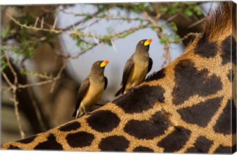 Framed Yellow-Billed Oxpeckers on the Back of a Giraffe, Tanzania Print