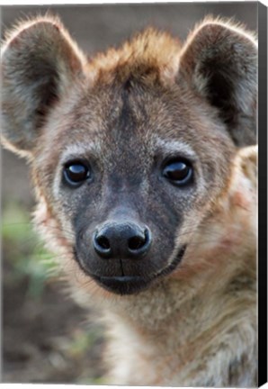 Framed Young Spotted Hyena, Tanzania Print