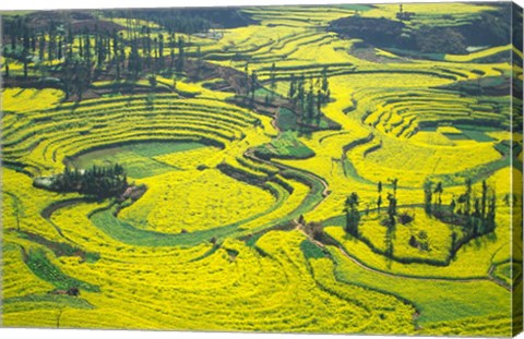 Framed Yellow Rape Flowers Cover Qianqiou Terraces, China Print
