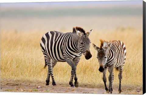 Framed Zebra and Juvenile Zebra on the Maasai Mara, Kenya Print