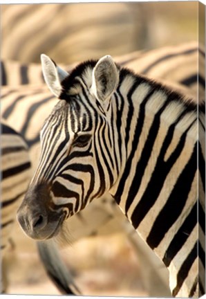 Framed Zebra at Namutoni Resort, Namibia Print