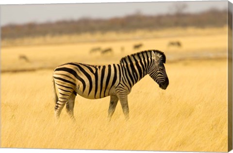 Framed Zebra in Golden Grass at Namutoni Resort, Namibia Print