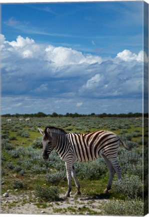 Framed Young Burchells zebra, burchellii, Etosha NP, Namibia, Africa. Print