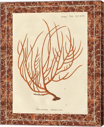 Framed Gorgonia Miniacea Marble Print