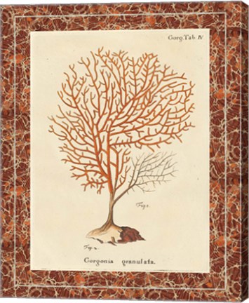 Framed Gorgonia Granulata Marble Print