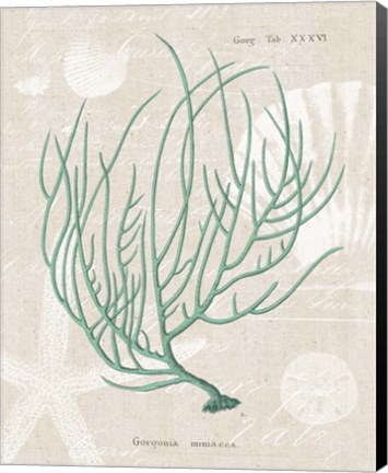 Framed Gorgonia Miniacea on Linen Sea Foam Print