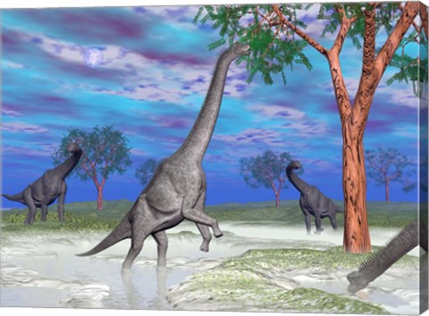 Framed Brachiosaurus dinosaurs grazing on trees Print