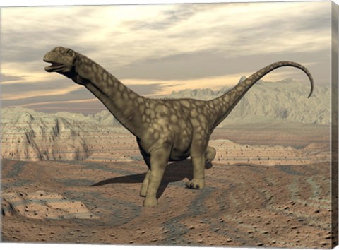 Framed Large Argentinosaurus dinosaur walking on rocky terrain Print