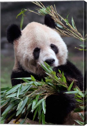 Framed Asia, China Chongqing. Giant Panda bear, Chongqing Zoo. Print