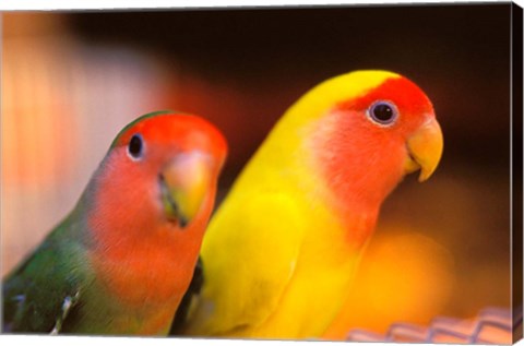 Framed Love Birds, Yuen Po Street Bird Market, Hong Kong, China Print