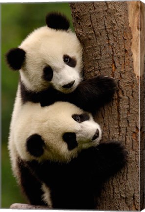 Framed Giant Panda Babies, Wolong China Conservation and Research Center for the Giant Panda, Sichuan Province, China Print