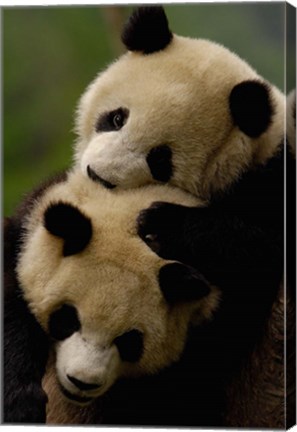 Framed Pair of Giant panda bears Print