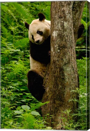 Framed Giant panda bear Climbing a Tree Print