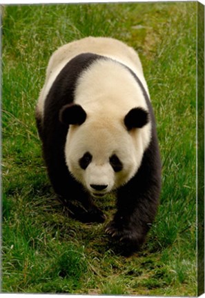 Framed Giant Panda Walking Print