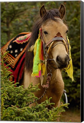 Framed Horse at the Horse Racing Festival, Zhongdian, Deqin Tibetan Autonomous Prefecture, Yunnan Province, China Print