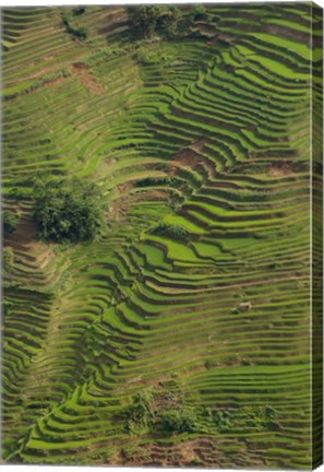 Framed Rice Terraces of the Ailao Mountains, China Print