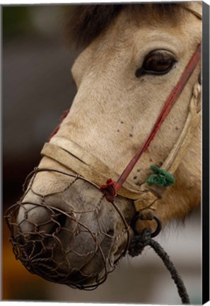 Framed Tibetan Horse, China Print