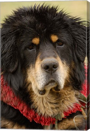 Framed Tibetan Mastiff Dog at the Horse Racing Festival, Zhongdian, Deqin Tibetan Autonomous Prefecture, Yunnan Province, China Print