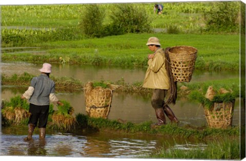 Framed Bai Minority Carrying Rice Plants in Baskets, Jianchuan County, Yunnan Province, China Print