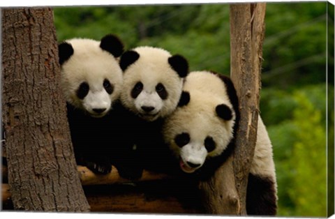 Framed Three Giant panda bears Print