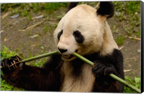 Framed Giant Panda Eating Bamboo Print