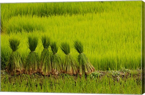 Framed Rice Field, China Print