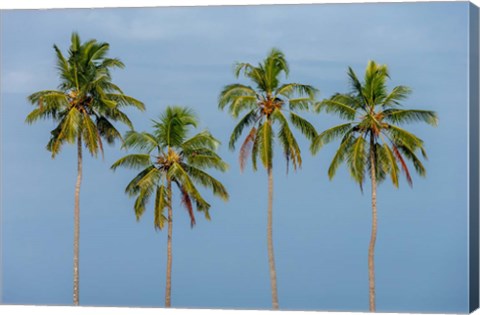 Framed Coconut trees in Backwaters, Kerala, India Print