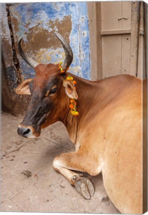 Framed Cow withFflowers, Varanasi, India Print