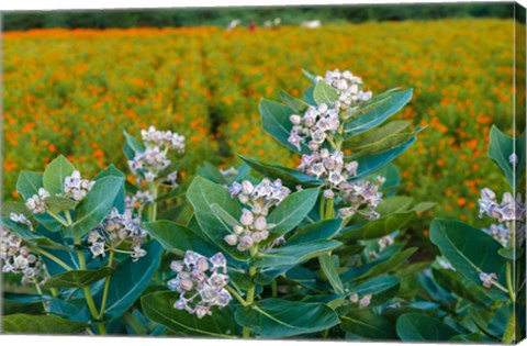 Framed Flower Field, Southern India Print