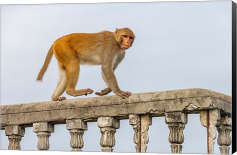 Framed Monkey, Varanasi, India Print