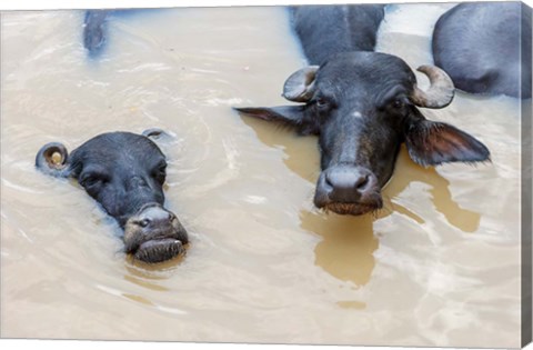 Framed Water Buffalo in Ganges River, Varanasi, India Print