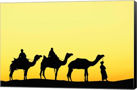 Framed Camels and driver at sunset, Thar Desert, Jodhpur, India Print
