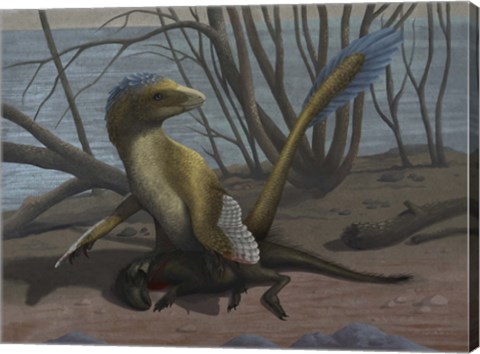Framed Deinonychus protects its kill, a psittacosaurid dinosaur Print