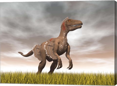 Framed Velociraptor dinosaur standing in the yellow grass Print