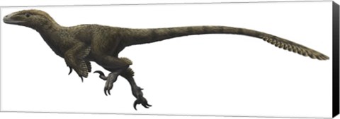 Framed Utahraptor ostrommaysorum Print