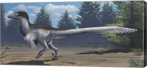 Framed mid-sized Cretaceous China deinonychosaur Print