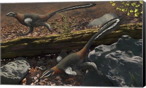 Framed Mei long, the famous troodontid in the sleeping position Print