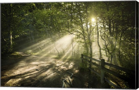 Framed Sunrays shining through a dark, misty forest, Liselund Slotspark, Denmark Print