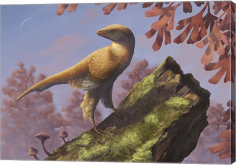Framed Eosinopteryx brevipenna perched on a tree branch Print
