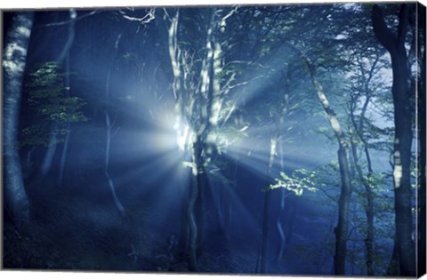 Framed Misty rays in a dark forest, Liselund Slotspark, Denmark Print