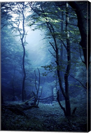 Framed Misty, dark forest, Liselund Slotspark, Denmark Print