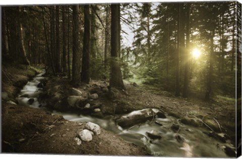 Framed Small stream in a forest at sunset, Pirin National Park, Bulgaria Print